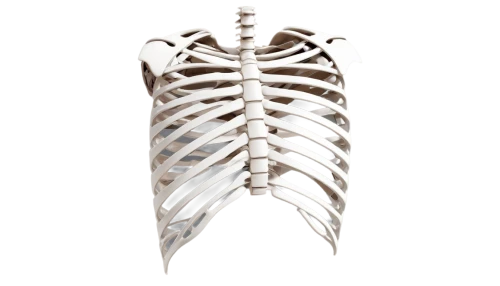 rib cage,ribcage,skeleton leaf,fish skeleton,spine,skeletal structure,bone-in rib,skeleton,skeletal,human skeleton,cervical spine,metal implants,wood skeleton,rmuscles,fishbones,medical illustration,bones,skeleton leaves,spines,vintage skeleton,Conceptual Art,Oil color,Oil Color 07