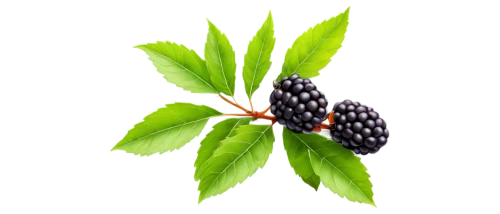 elderberry,rubus,black currants,elderberries,native raspberry,blackberries,black berries,blackcurrants,loganberry,dewberry,black rowan,nannyberry,west indian raspberry ,west indian raspberry,boysenberry,mollberry,elder berries,thimbleberry,stevia,black currant,Art,Classical Oil Painting,Classical Oil Painting 40