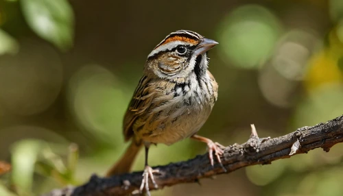 swamp sparrow,chipping sparrow,field sparrow,american tree sparrow,male sparrow,savannah sparrow,male finch,dickcissel,yellow-throated bunting,chestnut sided warbler,lesser redpoll,chestnut-backed,fringilla coelebs,song sparrow,redpoll,white throated sparrow,sparrow bird,passer domesticus,carduelis carduelis,sparrow,Conceptual Art,Fantasy,Fantasy 26