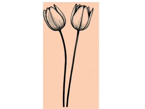 illustration of the flowers,flowers png,two tulips,flax-leaved tulip,tulipa,flower illustration,tulip magnolia,allium siculum,tulip flowers,centaurium,pink tulip,turkestan tulip,bookmark with flowers,monocotyledon,tulips,tuberose,calochortus,tulip,pink tulips,tulip white,Photography,Documentary Photography,Documentary Photography 23