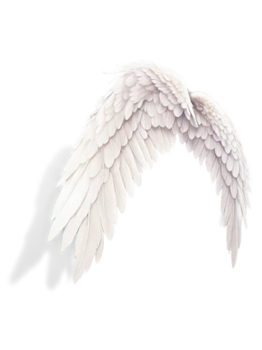 angel wings,angel wing,winged heart,wings,winged,white feather,crying angel,angel’s tear,fallen angel,angel line art,angelology,bird wings,angels,wing,angel,feather,love angel,delta wings,guardian angel,png transparent,Illustration,Black and White,Black and White 35