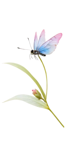 butterfly vector,mountain bluets,flowers png,pellucid hawk moth,melanargia,butterfly clip art,flower fly,spring dragonfly,coenagrion,dragonflies and damseflies,hesperia (butterfly),cupido (butterfly),blue butterfly background,membrane-winged insect,melanargia galathea,butterfly background,blue-winged wasteland insect,french butterfly,vanessa (butterfly),gonepteryx cleopatra,Illustration,Retro,Retro 20