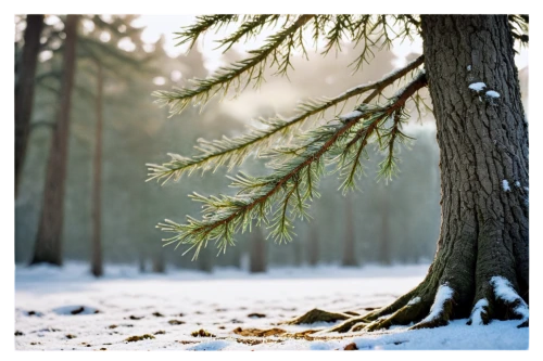 temperate coniferous forest,fir forest,winter forest,coniferous forest,snow in pine trees,evergreen trees,tropical and subtropical coniferous forests,spruce-fir forest,spruce trees,fir-tree branches,fir trees,fir branches,fir needles,coniferous,spruce forest,eastern hemlock,blue spruce,spruce tree,nordmann fir,bavarian forest,Illustration,Realistic Fantasy,Realistic Fantasy 14