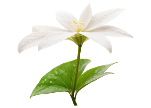 cape jasmine,white lily,natal lily,white trillium,jasminum,magnolia star,flower jasmine,flowers png,white jasmine,peace lily,white trumpet lily,arabian jasmine,starflower,lotus png,jasmine flower,crepe jasmine,jasminum sambac,lily flower,lilium candidum,fragrant white water lily,Illustration,Retro,Retro 07