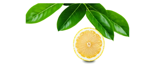 lemon background,limonana,meyer lemon,lemon tree,carambola,lemon wallpaper,citrus plant,citrus sinensis,bergamot,persian lime,poland lemon,calamondin,citrus,citron,star fruit,lemon myrtle,lemon pattern,lemon peel,valencia orange,lemon,Conceptual Art,Daily,Daily 06