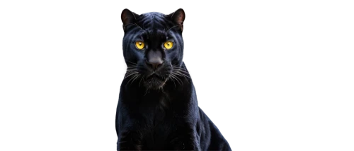 halloween black cat,oriental shorthair,black cat,cat vector,halloween cat,jiji the cat,cat image,pet black,cat on a blue background,chartreux,breed cat,cat,yellow eyes,peterbald,canis panther,the cat,russian blue,felidae,russian blue cat,gray cat,Illustration,Realistic Fantasy,Realistic Fantasy 35