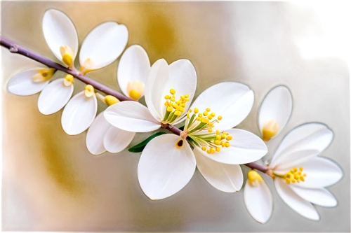 white flower cherry,apricot flowers,plum blossom,amelanchier lamarckii,apricot blossom,flowering dogwood,almond tree,dogwood flower,white blossom,almond blossom,plum blossoms,flower dogwood,cherry blossom branch,almond blossoms,spring blossom,star magnolia,ornamental cherry,flowering cherry,cherry branches,white magnolia,Conceptual Art,Oil color,Oil Color 25