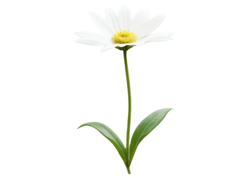 leucanthemum,leucanthemum maximum,shasta daisy,flowers png,oxeye daisy,marguerite daisy,wood daisy background,common daisy,the white chrysanthemum,ox-eye daisy,perennial daisy,argyranthemum frutescens,mayweed,white chrysanthemum,minimalist flowers,bellis perennis,marguerite,echinacea purpurea 'white swan,osteospermum,xerochrysum bracteatumm,Photography,General,Fantasy