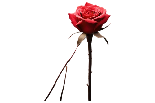 rose png,arrow rose,dried rose,bicolored rose,rose flower illustration,romantic rose,paper rose,artificial flower,rose branch,red rose in rain,red rose,lady banks' rose,lady banks' rose ,valentine flower,rose flower,rose bud,flower rose,ground rose,woods' rose,flowers png,Illustration,Realistic Fantasy,Realistic Fantasy 12