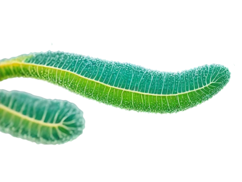 elegans,caterpillar,escherichia coli,mitochondrion,caterpillars,larva,maguey worm,e-coli,euphyllia paraancora,mitochondria,larvae,chloroplasts,hornworm,chlorophyta,oak sawfly larva,quamoclit lobata,e-coli hazard,rna,parasite,algae,Illustration,Japanese style,Japanese Style 16