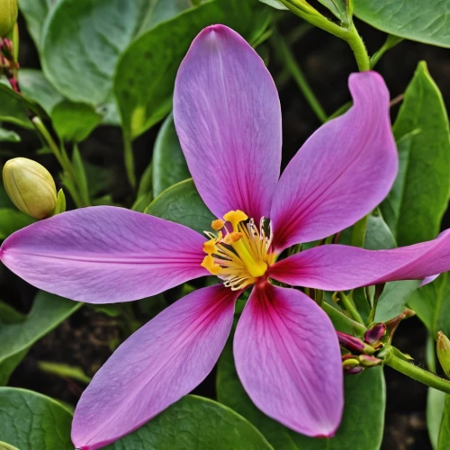 magnolia star,common clematis,chinese magnolia,clematis,passiflora,purple passionflower,magnoliaceae,passionflower,magnolia x soulangiana,passiflora edulis,passifloraceae,tulip tree flower,passiflora caerulea,yulan magnolia,alstroemeriaceae,jakaranda petals,purple passion flower,guernsey lily,bush magnolia,magnolia liliiflora