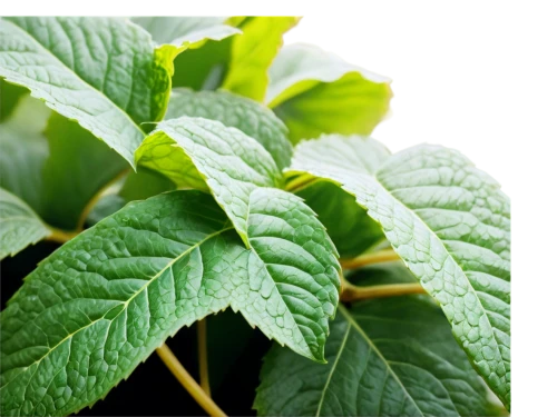 stevia,nettle leaves,siberian ginseng,stevia rebaudiana,indian nettle,lemon balm,stinging nettle,motherwort,slippery elm,mint leaf,morinda,mexican mint,lemon beebalm,bay-leaf,mentha,tulsi,thick-leaf plant,callaloo,ruprecht herb,aromatic plant,Photography,Black and white photography,Black and White Photography 09