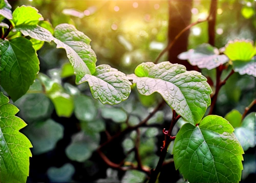 green leaves,currant leaves,vine plants,sunlight through leafs,tea plant,gum leaves,vitis,spring leaf background,nettle leaves,thick-leaf plant,aaa,tulsi seeds,leaves of currant,chlorophyll,green foliage,intensely green hornbeam wallpaper,green soybeans,clover leaves,holly leaves,green wallpaper,Unique,Design,Infographics