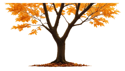 autumn tree,autumn background,deciduous tree,autumn icon,fall picture frame,cardstock tree,autumn theme,deciduous trees,brown tree,birch tree illustration,fall foliage,birch tree background,background vector,autumn frame,seasonal autumn decoration,autumn trees,seasonal tree,leaf background,flourishing tree,ornamental tree,Illustration,Japanese style,Japanese Style 08