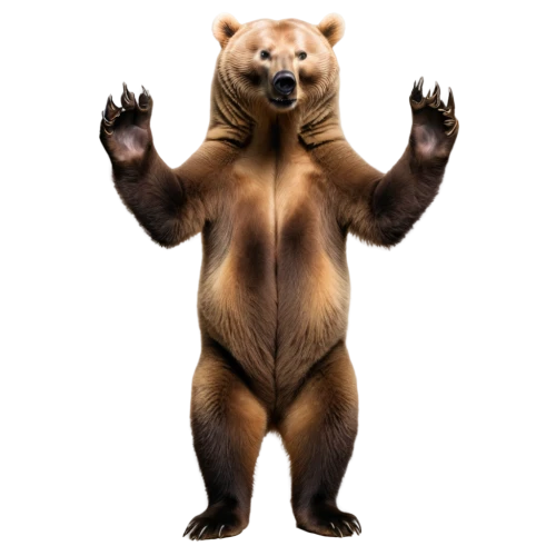 nordic bear,bear,cute bear,bear kamchatka,scandia bear,brown bear,left hand bear,great bear,kodiak bear,bear market,bear teddy,sun bear,bear bow,bears,bear guardian,grizzly bear,grizzly,slothbear,big bear,little bear,Photography,Fashion Photography,Fashion Photography 06