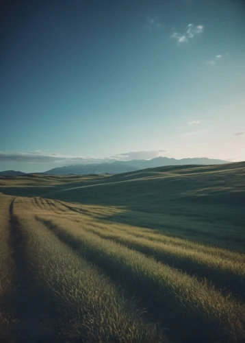 grasslands,steppe,grassland,plains,landscape background,rolling hills,meadow landscape,prairie,salt meadow landscape,virtual landscape,wheat fields,wheat field,meadow rues,long grass,landscapes,rural landscape,wheat grasses,kurai steppe,high landscape,meadow,Photography,Documentary Photography,Documentary Photography 02