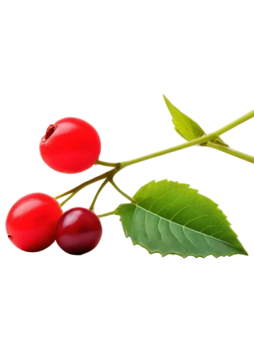 cherry branch,bladder cherry,great cherry,wild cherry,rose hip oil,red berries,fire cherry,rosehip berries,rose hip ingredient,sour cherry,rose hip fruits,rose hip berries,ornamental cherry,lingonberry,oregon cherry,cherries,blood currant,rowanberries,hill cherry,cherry,Illustration,Vector,Vector 03