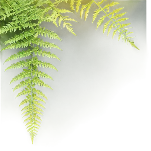 ostrich fern,fern plant,fern fronds,fern leaf,ferns,leaf fern,ferns and horsetails,fern,tree ferns,norfolk island pine,columbian spruce,leucaena,frond,eastern hemlock,fir fronds,acacia,intensely green hornbeam wallpaper,urtica,young frond,phyllanthus family,Photography,Black and white photography,Black and White Photography 01