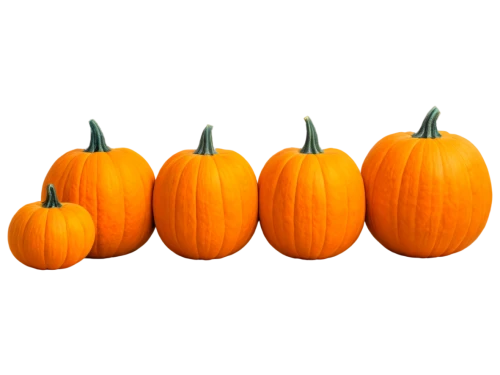 decorative pumpkins,calabaza,striped pumpkins,halloween pumpkin gifts,pumpkins,mini pumpkins,halloween pumpkins,jack-o'-lanterns,pumpkin heads,jack-o-lanterns,pumkins,funny pumpkins,decorative squashes,autumn pumpkins,candy pumpkin,gourds,cucurbita,ornamental gourds,pumpkin,halloween pumpkin,Illustration,American Style,American Style 15