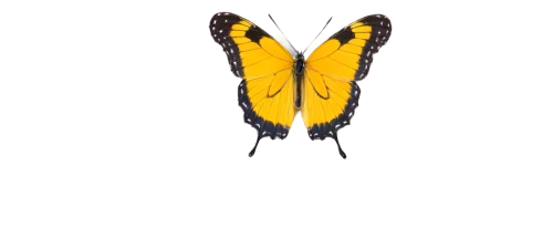 butterfly vector,euphydryas,butterfly clip art,hesperia (butterfly),melitaea,yellow butterfly,butterfly isolated,dryas julia,viceroy (butterfly),butterfly background,isolated butterfly,orange butterfly,monarch,french butterfly,brush-footed butterfly,papillon,chloraea,skipper (butterfly),butterfly,butterfly moth,Illustration,Abstract Fantasy,Abstract Fantasy 05