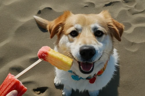 beach dog,popsicle,ice cream on stick,stray dog on beach,ice pop,ice popsicle,iced-lolly,icepop,popsicles,pet vitamins & supplements,cheerful dog,lollypop,beach toy,red popsicle,icecream,kooikerhondje,ice-cream,ice creams,smooth collie,australian collie,Illustration,Japanese style,Japanese Style 14