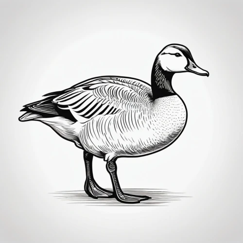 cayuga duck,brahminy duck,female duck,gooseander,ornamental duck,galliformes,pintail,greylag goose,canadian goose,goose,platycercus,american black duck,young goose,rallidae,st martin's day goose,duck outline,easter goose,cuba whistling goose,canard,tula fighting goose,Illustration,Black and White,Black and White 04