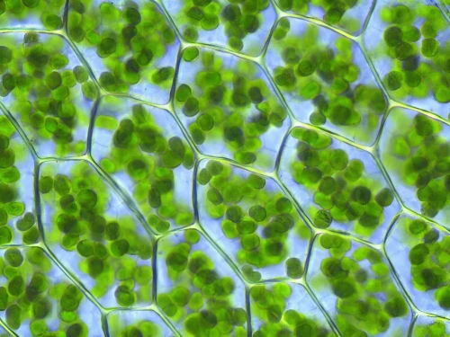 chloroplasts,plant veins,cell structure,t-helper cell,macrocystis,macrocystis pyrifera,liverwort,nerve cell,charophyta,custody leaf,leaf structure,cell division,cells,chlorophyta,chlorophyll,plantago,cytoplasm,leaf veins,cell,escherichia coli
