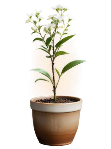 androsace rattling pot,potted plant,stevia rebaudiana,monocotyledon,container plant,stevia,potted tree,potted palm,plant pot,lemon myrtle,cherry laurel,adenium,scaphosepalum,pot plant,growing mandarin tree,alternanthera,veratrum,lily of the desert,garden pot,hojicha,Conceptual Art,Oil color,Oil Color 10