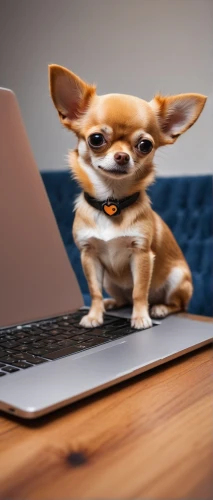 corgi-chihuahua,working terrier,chihuahua,english toy terrier,blur office background,working dog,laptop,long hair chihuahua,laptop accessory,miniature pinscher,dog photography,dog,blogging,corgi,dogecoin,dog-photography,work from home,online banking,internet business,small dog,Illustration,American Style,American Style 12