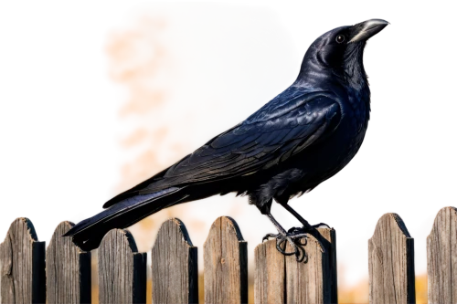 carrion crow,great-tailed grackle,grackle,american crow,corvidae,boat tailed grackle,common raven,greater antillean grackle,3d crow,brewer's blackbird,crows bird,corvus,corvus corax,corvus corone,hooded crows,fish crow,crow-like bird,bird illustration,raven rook,corvid,Illustration,Vector,Vector 09