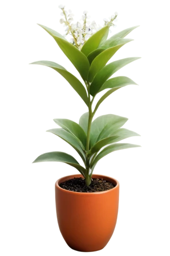 potted palm,androsace rattling pot,potted plant,container plant,citronella,scaphosepalum,thick-leaf plant,oil-related plant,pineapple lily,money plant,veratrum,pot plant,acianthera,potted tree,rank plant,ginger plant,cherry laurel,plant pot,bellenplant,indoor plant,Illustration,Realistic Fantasy,Realistic Fantasy 06