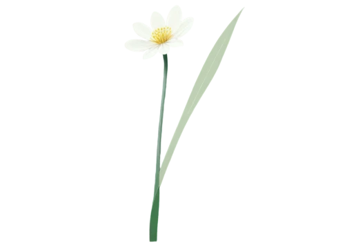 minimalist flowers,flowers png,tulip white,daffodil,tulipa,turkestan tulip,jonquils,the trumpet daffodil,sego lily,white lily,lotus png,single flower,narcissus pseudonarcissus,flower illustration,ikebana,daffodils,tulipa tarda,autumnalis,narcissus,star-of-bethlehem,Conceptual Art,Daily,Daily 29