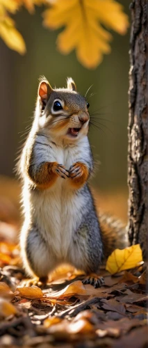 hungry chipmunk,relaxed squirrel,chipmunk,chipping squirrel,squirell,eastern chipmunk,tree chipmunk,squirrel,chilling squirrel,autumn background,fall animals,tree squirrel,backlit chipmunk,squirrels,racked out squirrel,almond meal,in the autumn,autumn photo session,autumn taste,autumn season,Art,Classical Oil Painting,Classical Oil Painting 43