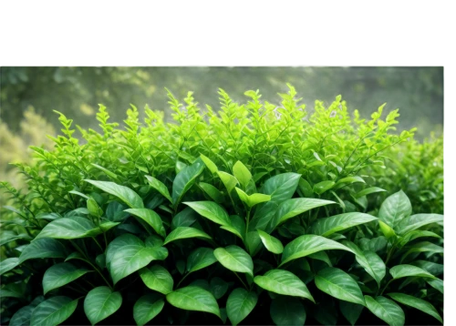 tea plant,cherry laurel,plantago,stevia rebaudiana,ruprecht herb,stevia,summer savory,japanese spinach,loose tea leaves,thick-leaf plant,tobacco leaves,basil total,thai basil,veratrum,tobacco bush,lemon basil,perennial plant,perennial plants,curry leaves,aromatic plant,Conceptual Art,Daily,Daily 09