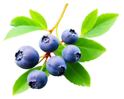 bilberry,blueberries,bayberry,berry fruit,johannsi berries,grape seed extract,dewberry,blueberry,nannyberry,mollberry,chokeberry,wild berry,elderberry,chokecherry,wild berries,damson,antioxidant,wildberry,berries,fruit bush,Illustration,Japanese style,Japanese Style 12