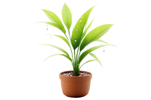 potted palm,potted plant,houseplant,pontederia,rank plant,container plant,indoor plant,scaphosepalum,citronella,palm lily,pineapple lily,sweet grass plant,oil-related plant,dark green plant,green plant,money plant,plant pot,pot plant,plant,bulbous plant,Illustration,Paper based,Paper Based 16