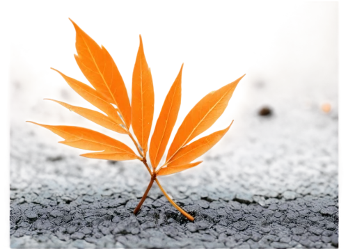 leaf maple,maple leave,leaf background,leaves frame,red maple leaf,acer japonicum,maple foliage,blood maple,dry leaf,japanese maple,chestnut leaf,maple leaf,brown leaf,silver maple,beech leaf,spring leaf background,fan leaf,thunberg's fan maple,leaf branch,autumn leaf,Illustration,Black and White,Black and White 02