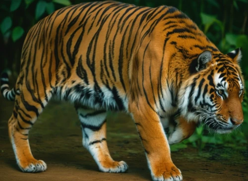 sumatran tiger,asian tiger,a tiger,bengal tiger,sumatran,bengalenuhu,tiger,sumatra,tiger png,siberian tiger,chestnut tiger,malayan tiger cub,tigers,bengal,kalimantan,type royal tiger,tigerle,tiger cat,young tiger,royal tiger,Photography,Documentary Photography,Documentary Photography 01