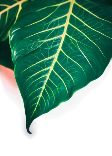 tropical leaf,tropical leaf pattern,coconut leaf,palm leaf,banana leaf,jungle leaf,fig leaf,mape leaf,magnolia leaf,leaf structure,beech leaf,tree leaf,leaf background,palm leaves,green leaf,fern leaf,walnut leaf,fan leaf,lotus leaf,leaves case,Unique,Pixel,Pixel 04