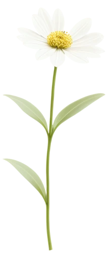 leucanthemum,oxeye daisy,camomile flower,ox-eye daisy,wood daisy background,mayweed,marguerite daisy,common daisy,shasta daisy,leucanthemum maximum,marguerite,flowers png,the white chrysanthemum,perennial daisy,argyranthemum frutescens,flannel flower,camomile,xerochrysum bracteatumm,white cosmos,chamomile,Illustration,Retro,Retro 18