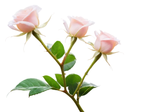 rose png,flowers png,noble roses,arrow rose,bicolored rose,regnvåt rose,rose buds,rosebuds,mini roses pink,rose plant,pink roses,rose bud,evergreen rose,rose roses,chinese rose marshmallow,pink rose,shrub rose,lady banks' rose,lady banks' rose ,flower rose,Photography,Documentary Photography,Documentary Photography 32