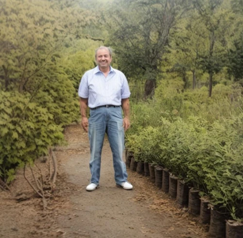fir forest,araucaria,temperate coniferous forest,olive grove,alejandro vergara blanco,itamar kazir,grove of trees,austrocedrus chilensis,lycian way,taxus baccata,holy forest,evergreen trees,artvin,amed,coniferous forest,ajloun,selçuk,canim lake,poison plant in 2018,beyaz peynir,Common,Common,None