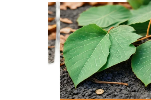 slippery elm,bay-leaf,the leaves of chestnut,siberian ginseng,chestnut with leaf,tobacco leaves,thick-leaf plant,shrub mallow,chestnut leaves,american chestnut,chestnut leaf,clove root,acorn leaves,greater burdock,round leaved liverleaf,dry leaves,broadleaf,morinda,tulsi seeds,four-leaf,Conceptual Art,Fantasy,Fantasy 14