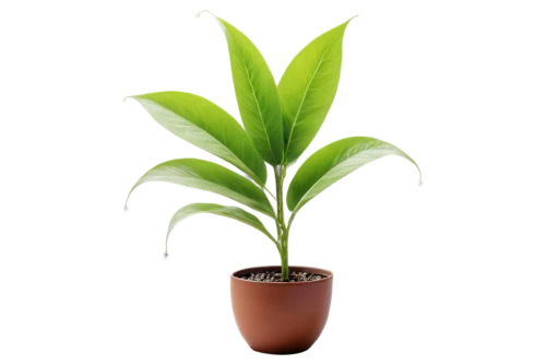 potted palm,potted plant,indoor plant,rank plant,container plant,houseplant,oil-related plant,ensete,money plant,androsace rattling pot,green plant,pontederia,dark green plant,ginger plant,plant pot,acianthera,thick-leaf plant,plant,pot plant,bellenplant,Illustration,Abstract Fantasy,Abstract Fantasy 21