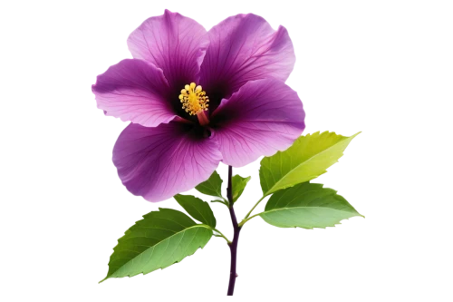 tree mallow,flowers png,lilac hibiscus,rose of sharon,anemone purple floral,hibiscus flower,crown chakra flower,anemone japonica,hibiscus,chinese hibiscus,purple morning glory flower,hibiscus flowers,purple flower,shrub mallow,swamp hibiscus,hawaiian hibiscus,swamp rose mallow,solanaceae,hibiscus and leaves,flower purple,Unique,3D,Isometric