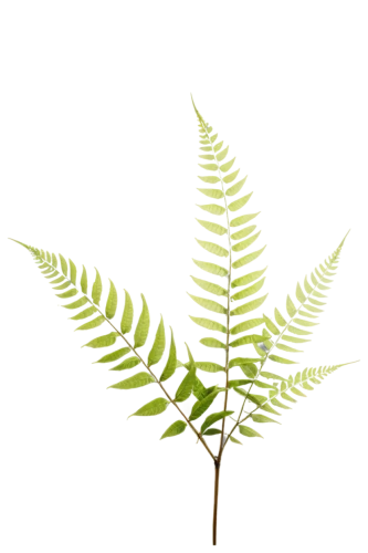 fern leaf,leaf fern,fern plant,leucaena,custody leaf,tropical leaf,mape leaf,palm tree vector,leaf background,palm leaf,jungle leaf,chestnut leaf,foliage leaf,acacia,fan leaf,fern,tropical leaf pattern,leaves,fern fronds,ferns,Art,Artistic Painting,Artistic Painting 01