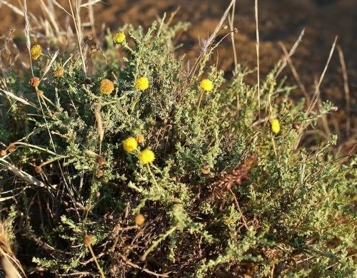 yellow ball plant,foeniculum vulgare,yellow bladder shrub,capsule fruits,adonis amurensis,dry flowers,eschscholzia californica,saltbush,tagetes patula,mimosa tenuiflora,boissonneaua flavescens,euryops,ephedra,euryops pectinatus,solanum melongena,yellow winter finch,perilla frutescens,ranunculaceae,pachystachys lutea,lecythidaceae