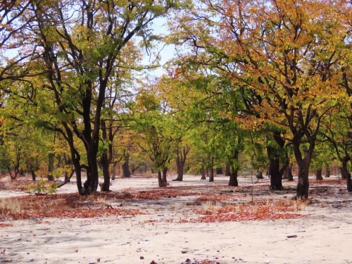 chestnut forest,tree grove,chestnut trees,autumn park,deciduous forest,ash-maple trees,forest ground,eastern mangroves,riparian forest,deciduous trees,defoliation,grove of trees,argan trees,walnut trees,etosha,copse,beech trees,the trees in the fall,autumn trees,deforested