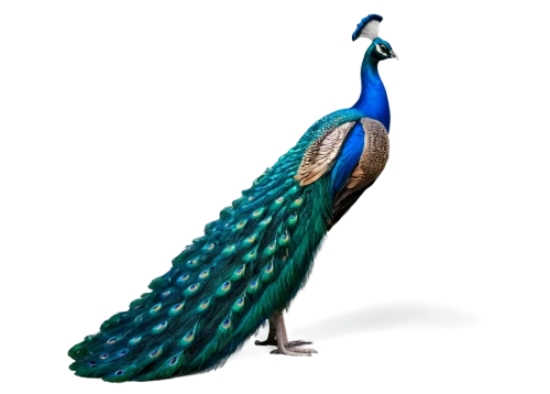 male peacock,peacock,peafowl,blue peacock,peacock feathers,fairy peacock,peacock feather,peacocks carnation,cassowary,meleagris gallopavo,guatemalan quetzal,an ornamental bird,emberizidae,prince of wales feathers,bird png,riodinidae,perico,tipulidae,reconstruction,varanidae,Photography,General,Commercial