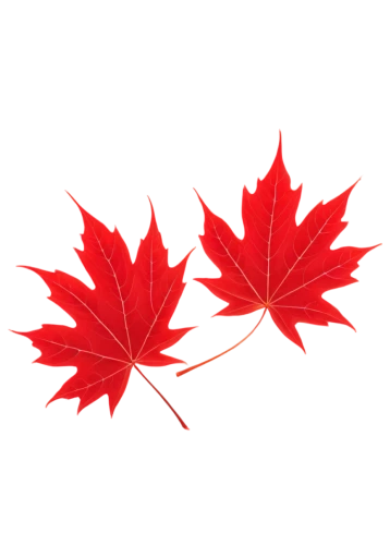 maple leaf red,red maple leaf,maple leaf,canadian flag,maple leaves,leaf background,yellow maple leaf,maple leave,maple foliage,red leaf,red maple,canadas,leaf icons,maple bush,leaf maple,canada,canada cad,ash-maple trees,canadian,leaf border,Art,Classical Oil Painting,Classical Oil Painting 23